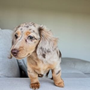 COCO- 10 WEEKS OLD FEMALE $950.00