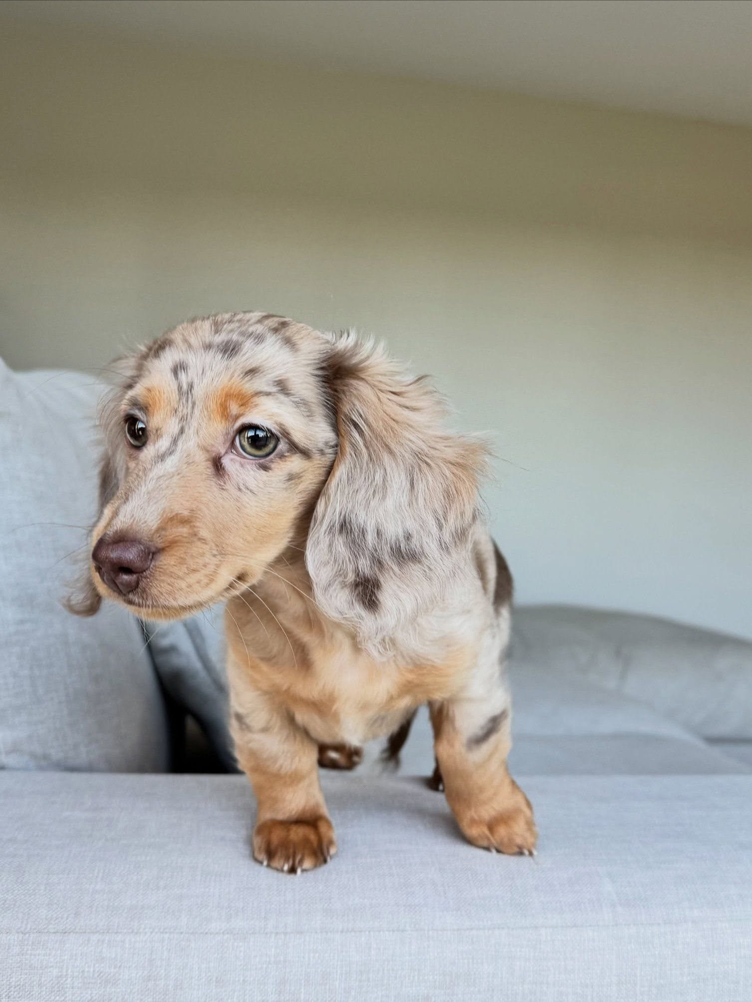 COCO- 10 WEEKS OLD FEMALE $950.00