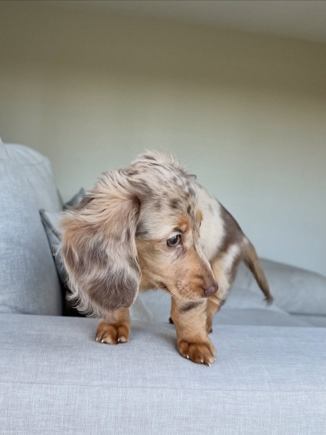 COCO- 10 WEEKS OLD FEMALE $950.00 - Image 2
