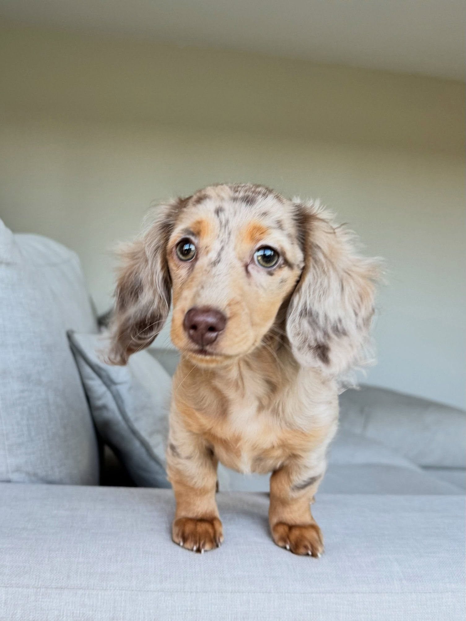 COCO- 10 WEEKS OLD FEMALE $950.00 - Image 3