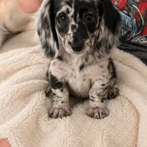 LIZZIE- 10 WEEKS OLD FEMALE $950.00