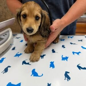 POCKIE- 10 WEEKS OLD FEMALE