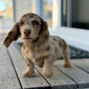 Molly- 10 WEEKS OLD FEMALE $950.00
