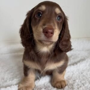KASIER- 10 WEEKS OLD MALE $950.00