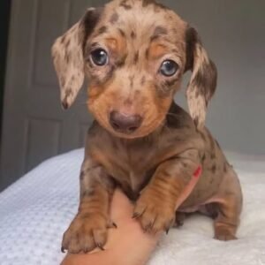 POCKIE- 10 WEEKS OLD FEMALE