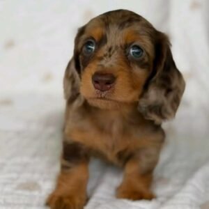 AWI- 10 WEEKS OLD FEMALE