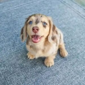 LENZY- 10 WEEKS OLD FEMALE