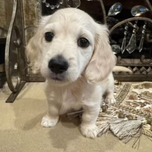 NEVILLE- 10 WEEKS OLD FEMALE