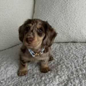 BILLY-9WEEKS OLD MALE $900