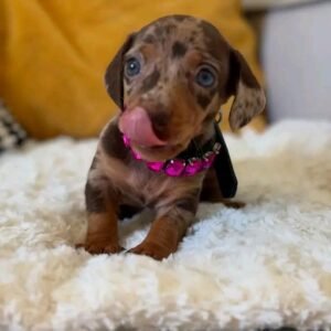 MIMI-9WEEKS OLD FEMALE $950