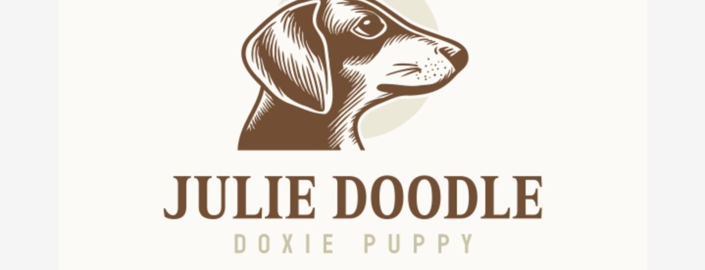 julies doodle doxie puppies