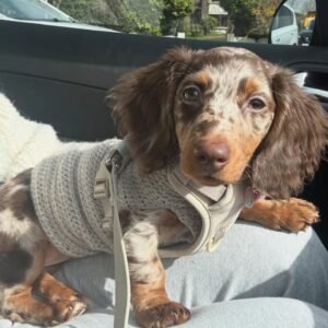 PPippa  9week female $900