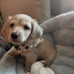 Klaus  10 weeks Male $900